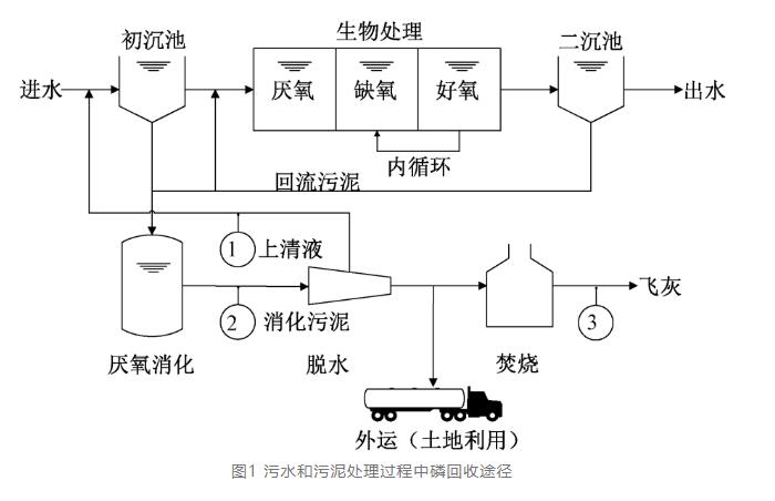 城市污水污泥中磷回收技術發展及前景